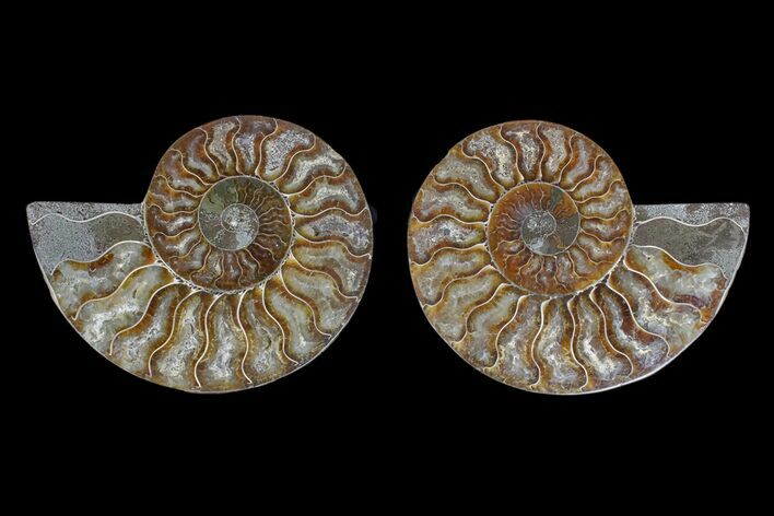 Agate Replaced Ammonite Fossil - Madagascar #166859